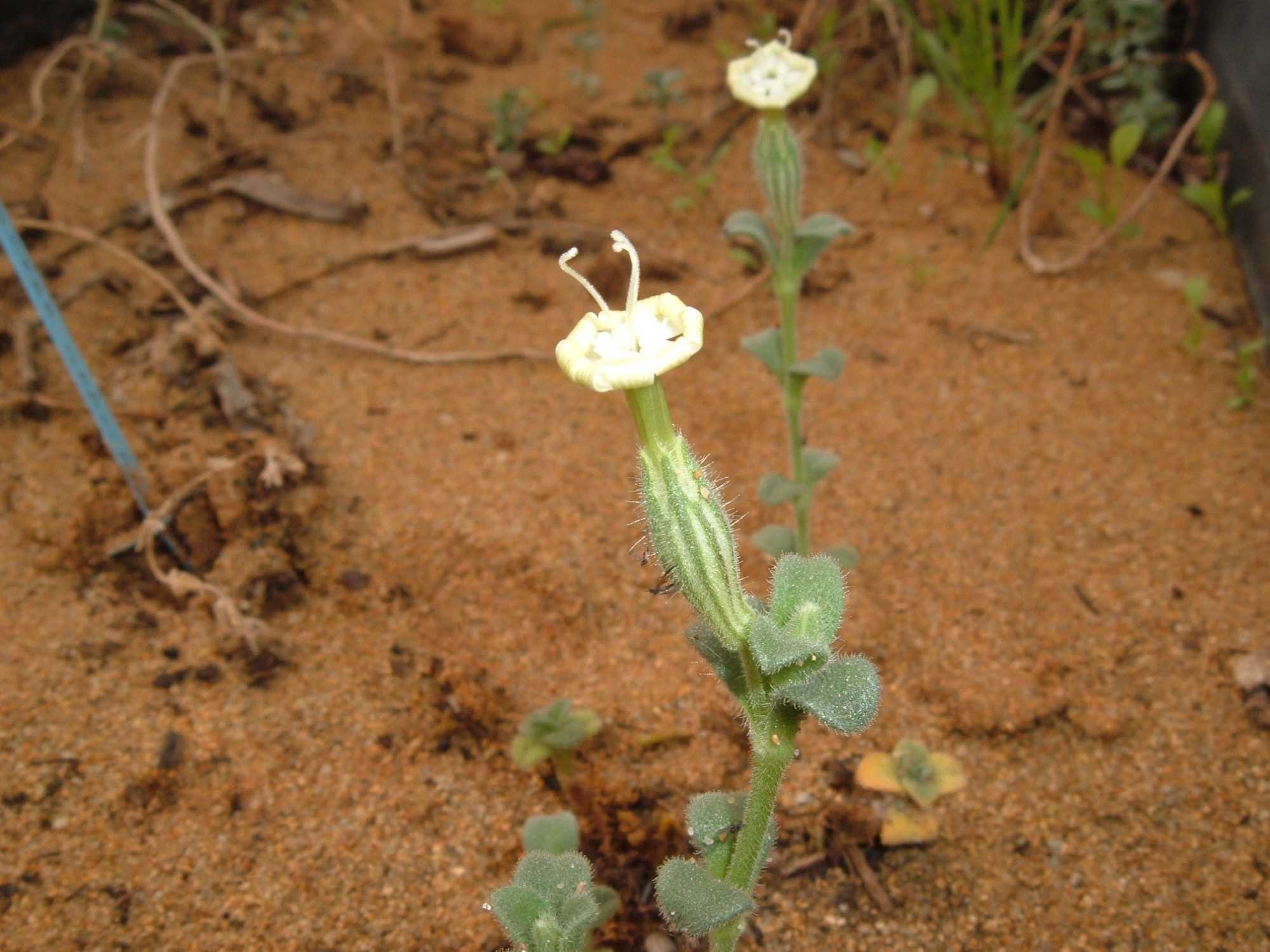 Silene succulenta  subsp. corsica / Silene di Corsica